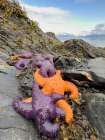 Purple and orange starfish on shore at low tide, Alaska, USA. Art Print